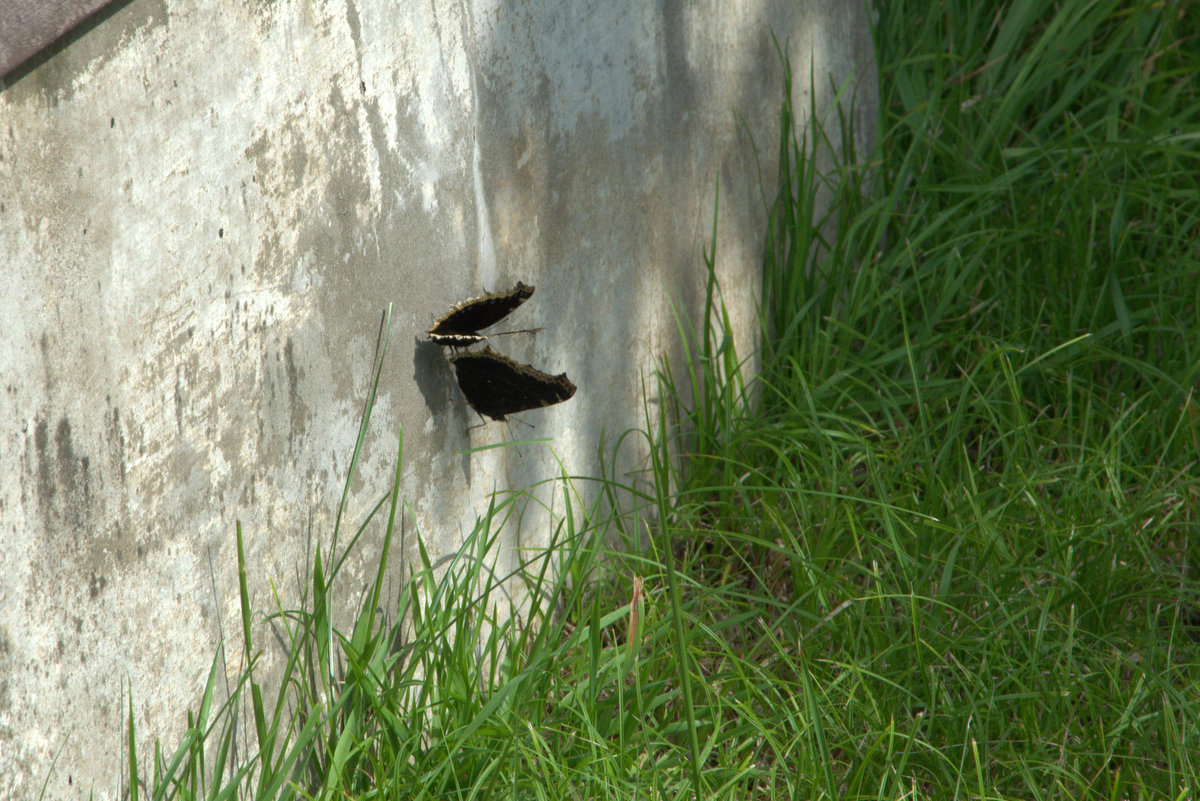 d0098057_3473051.jpg