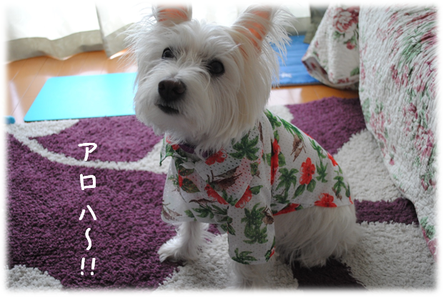 b0242873_1252911.png