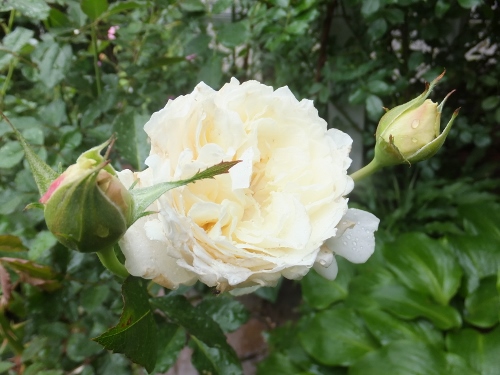c0078586_20202794.jpg