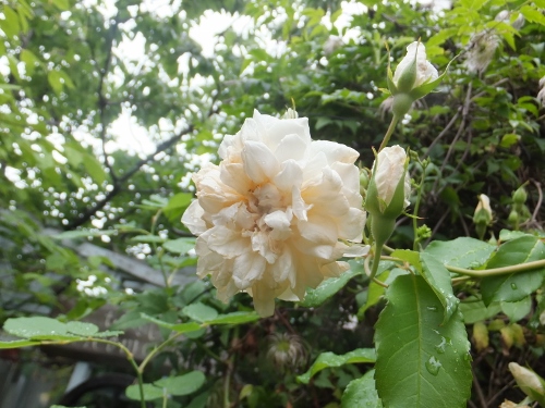 c0078586_20263620.jpg