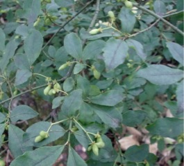 c0151898_2052263.jpg