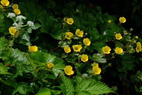 e0304001_1425080.jpg