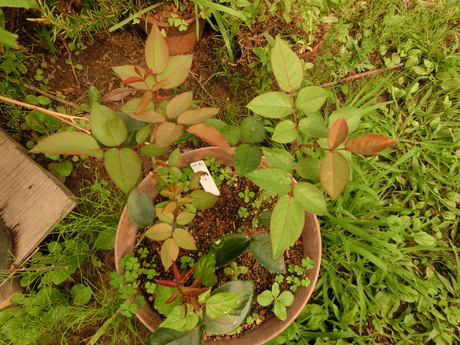 a0203003_20331147.jpg