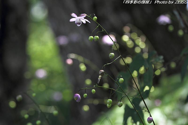 a0195032_9503860.jpg
