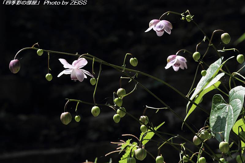 a0195032_9532123.jpg