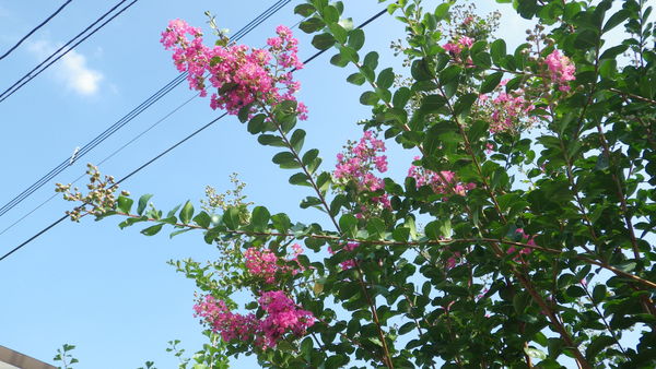 e0305733_5432676.jpg