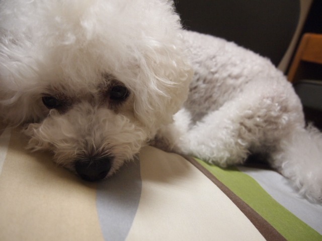 c0117239_10381691.jpg