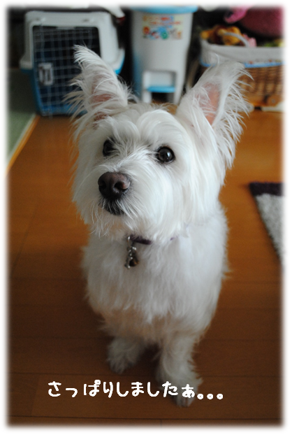 b0242873_221023.png