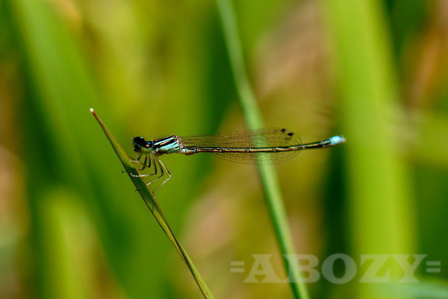 a0268377_20154598.jpg