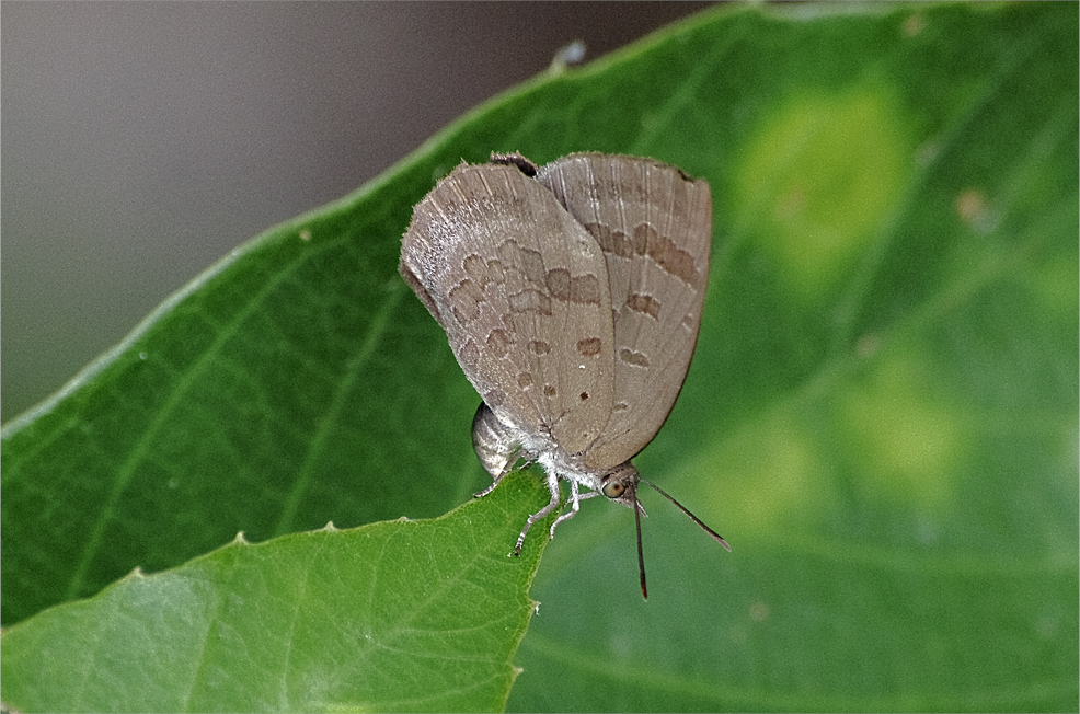 d0209988_2126433.jpg