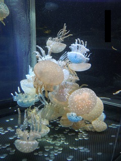 e0144903_16115956.jpg