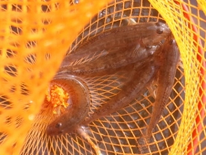 e0074820_1335219.jpg