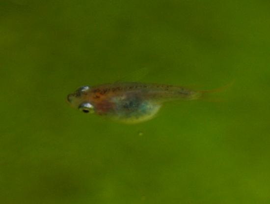e0097534_15224025.jpg