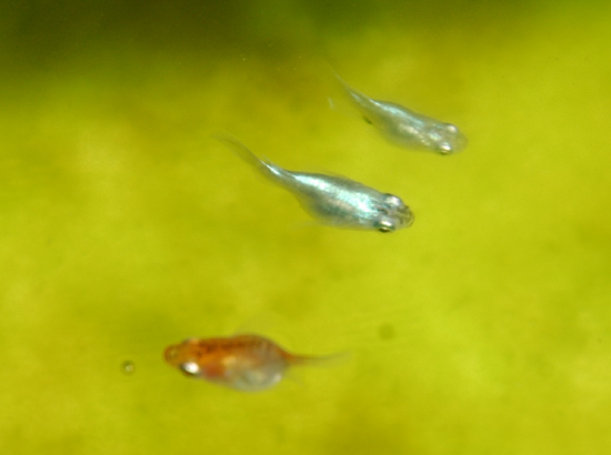 e0097534_15233253.jpg
