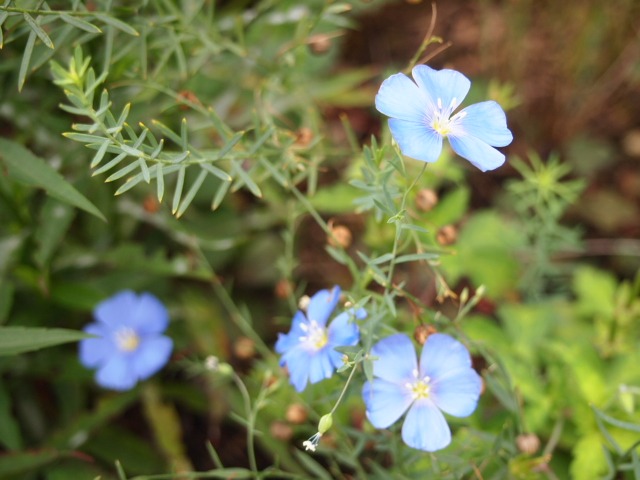 c0117239_9253625.jpg