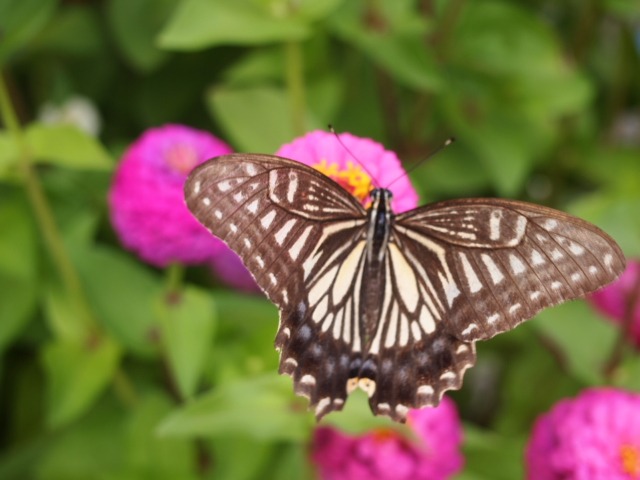 c0117239_994037.jpg