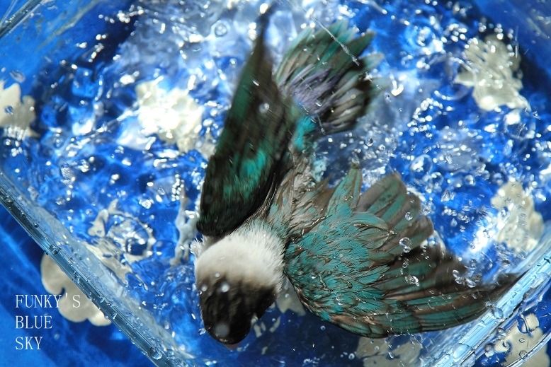 c0145250_1036437.jpg