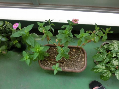 e0045768_2104742.jpg