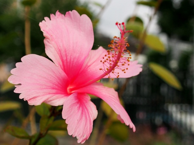c0183777_7143358.jpg
