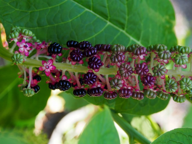 c0183777_7464750.jpg