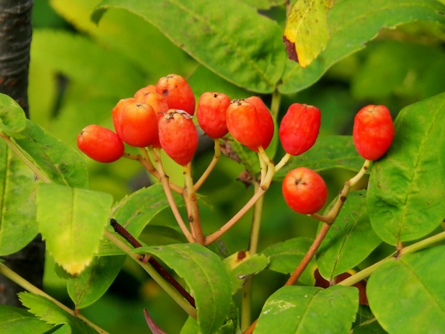 c0183777_751031.jpg