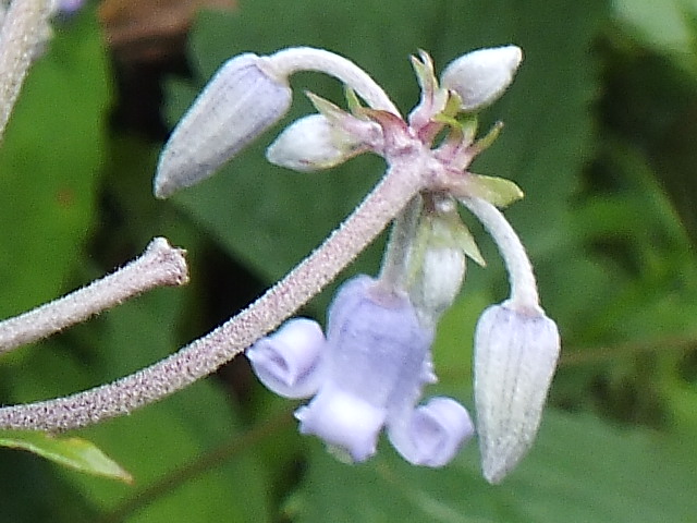 e0145782_9133473.jpg