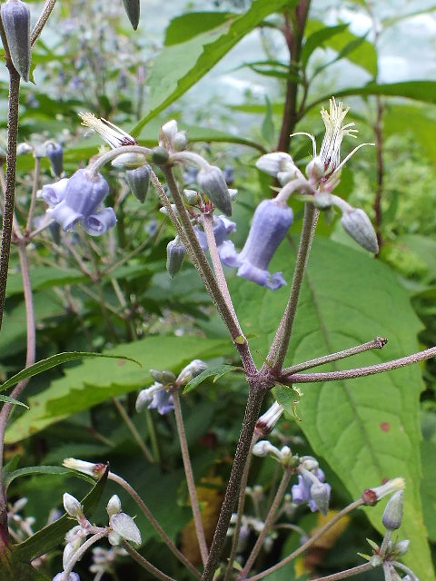 e0145782_913389.jpg