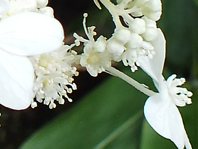 e0145782_9143363.jpg