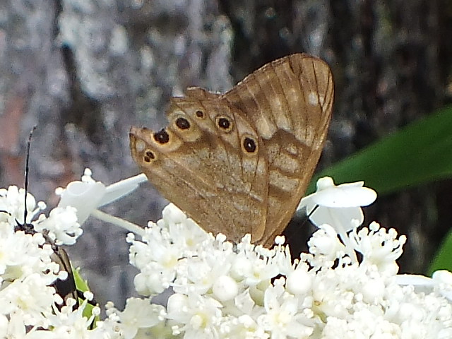 e0145782_915585.jpg