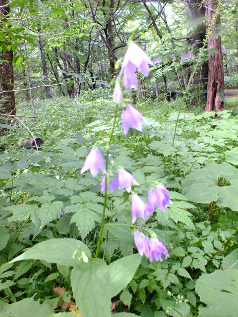 e0145782_9184238.jpg