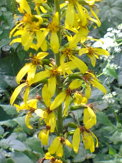 e0145782_9204686.jpg