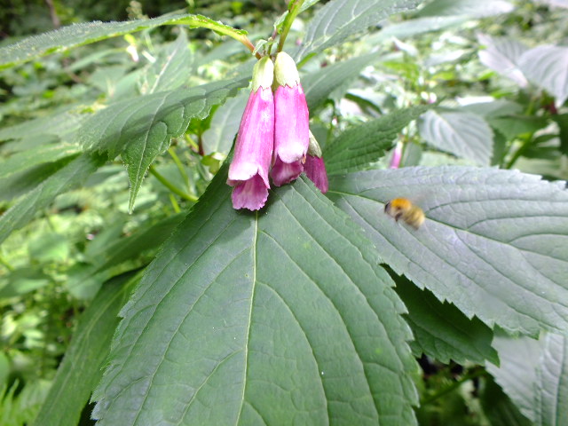 e0145782_9221033.jpg