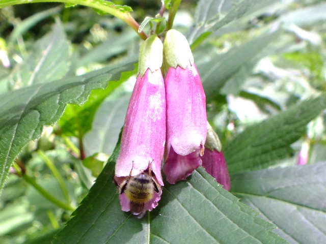 e0145782_9251435.jpg