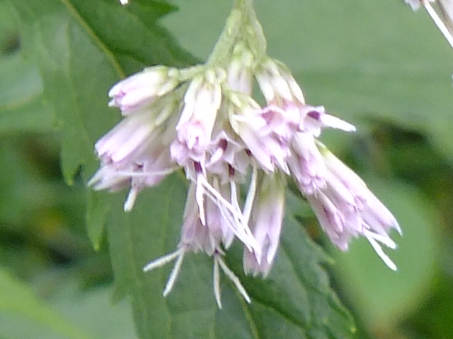 e0145782_9273995.jpg