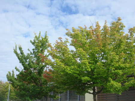 a0247585_2247417.jpg