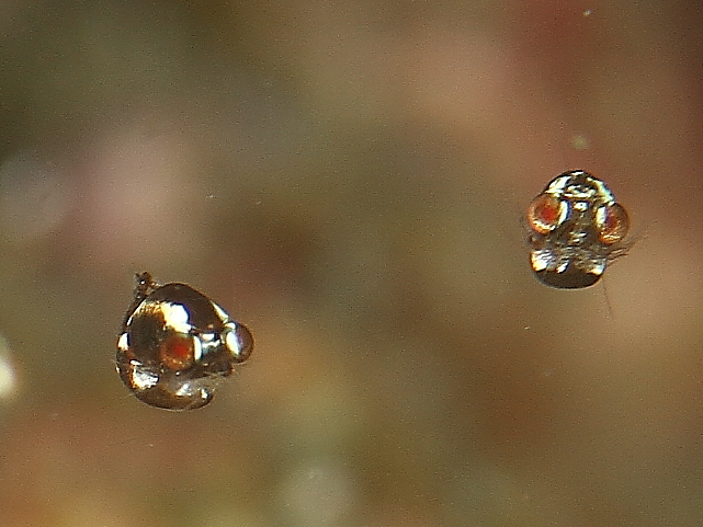c0034029_6113833.jpg
