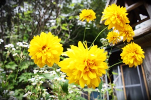 d0194741_15402339.jpg