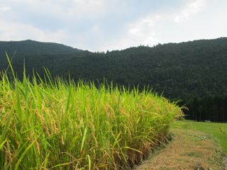 a0054948_2082261.jpg
