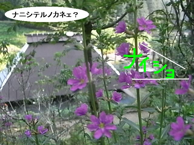 a0146070_6355018.jpg