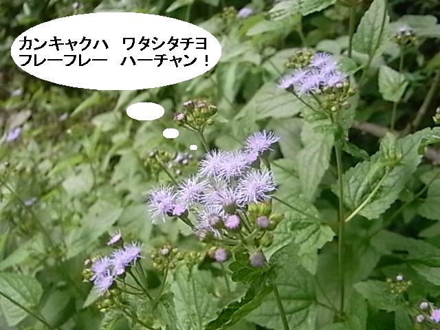 a0146070_6461727.jpg