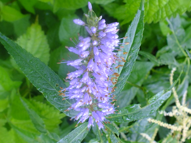 e0145782_11233883.jpg