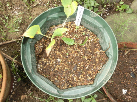 a0203003_21482775.jpg