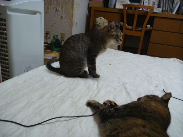 e0142430_1131468.jpg