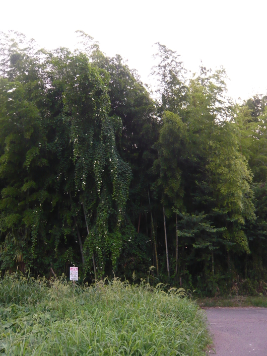 a0206332_7132813.jpg