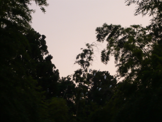 a0206332_7242722.jpg