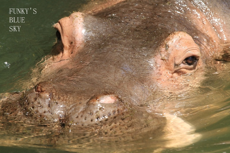 c0145250_927488.jpg
