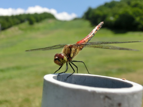 e0045768_21422526.jpg