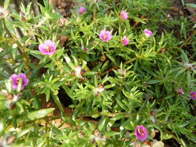 e0278968_21533484.jpg