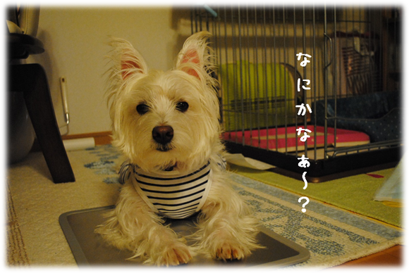 b0242873_0315838.png