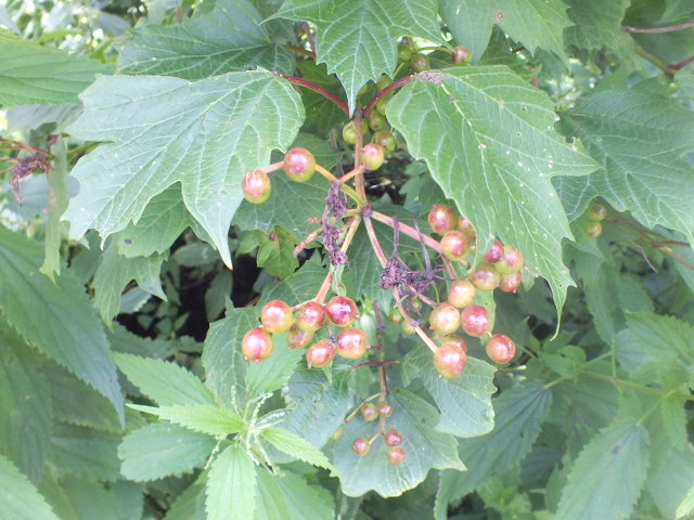 e0145782_19205645.jpg